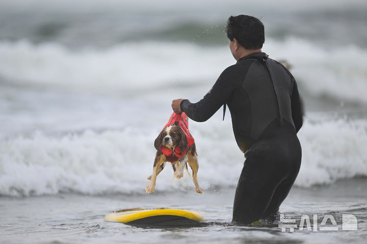 [퍼시피카=AP/뉴시스] 2일(현지 시간) 미국 캘리포니아 퍼시피카에서 열린 연례 세계 도그 서핑 챔피언십에서 보호자가 서핑보드 위에 강아지를 올려놓고 있다. 2025.08.04.