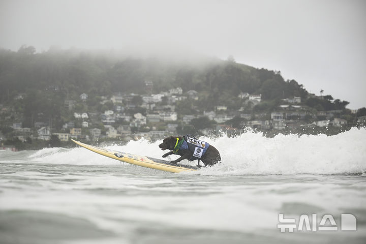 [퍼시피카=AP/뉴시스] 2일(현지 시간) 미국 캘리포니아 퍼시피카에서 열린 연례 세계 도그 서핑 챔피언십에 출전한 강아지가 파도를 타고 있다. 2025.08.04.