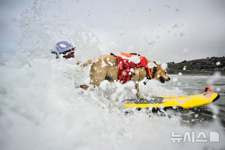 [퍼시피카=AP/뉴시스] 2일(현지 시간) 미국 캘리포니아 퍼시피카에서 열린 연례 세계 도그 서핑 챔피언십에 출전한 강아지가 파도를 타고 있다. 2025.08.04.
