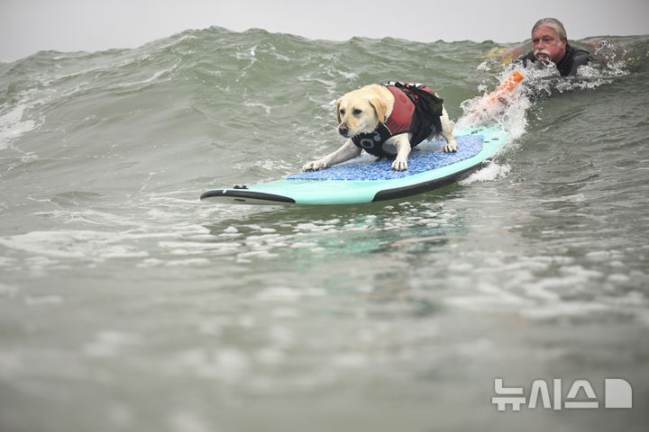 [퍼시피카=AP/뉴시스] 2일(현지 시간) 미국 캘리포니아 퍼시피카에서 열린 연례 세계 도그 서핑 챔피언십에 출전한 강아지가 파도를 타고 있다. 2025.08.04.