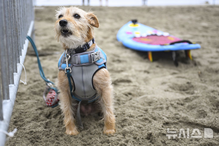 [퍼시피카=AP/뉴시스] 2일(현지 시간) 미국 캘리포니아 퍼시피카에서 열린 연례 세계 도그 서핑 챔피언십에서 한 강아지가 출전 대기를 하고 있다. 2025.08.04.
