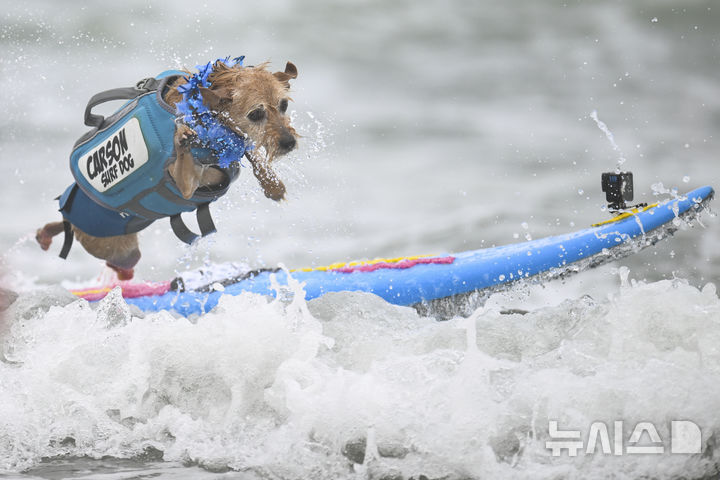 [퍼시피카=AP/뉴시스] 2일(현지 시간) 미국 캘리포니아 퍼시피카에서 열린 연례 세계 도그 서핑 챔피언십에 출전한 강아지가 파도를 타고 있다. 2025.08.04.