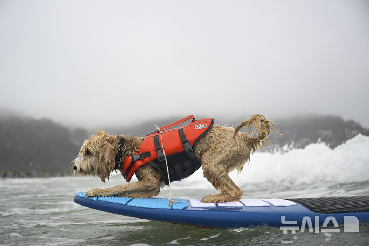 [퍼시피카=AP/뉴시스] 2일(현지 시간) 미국 캘리포니아 퍼시피카에서 열린 연례 세계 도그 서핑 챔피언십에 출전한 강아지가 파도를 타고 있다. 2025.08.04.