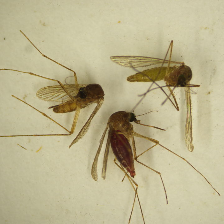 [무안=뉴시스] 작은빨간집모기. (사진=전남보건환경연구원 제공) 2025.08.04. photo@newsis.com *재판매 및 DB 금지