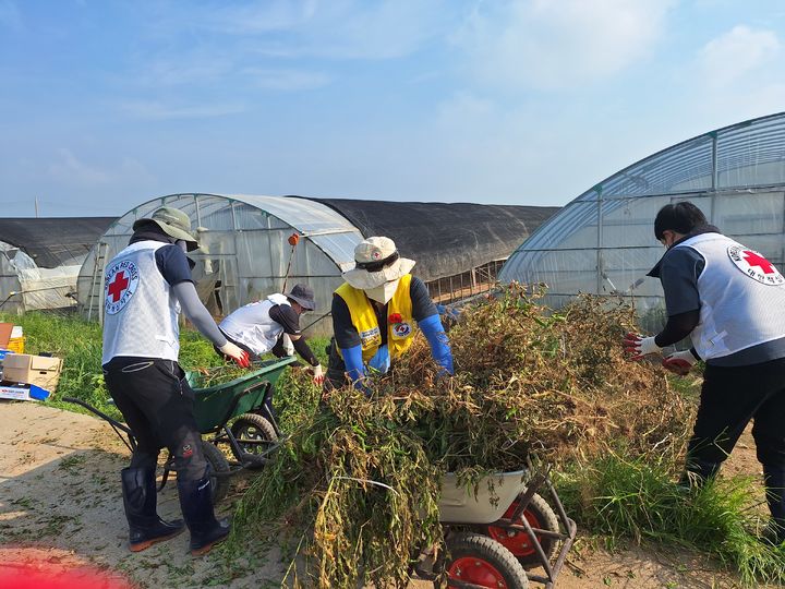 [인천=뉴시스] 대한적십자사 인천지사&nbsp; 봉사자들이 최근 충남 홍성군 금마면 화양리를 찾아 수해복구 지원을 하고 있다. (사진=대한적십자사 인천지사 제공) 2025.08.04. photo@newsis.com *재판매 및 DB 금지