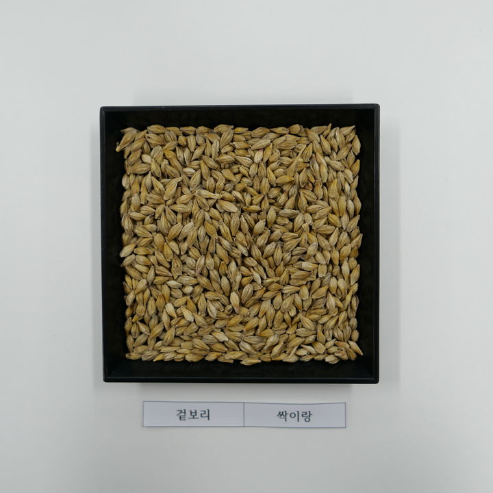 [세종=뉴시스] 사진은 겉보리 싹이랑(사진=한국농업기술진흥원 제공) 2025.08.04. photo@newsis.com *재판매 및 DB 금지