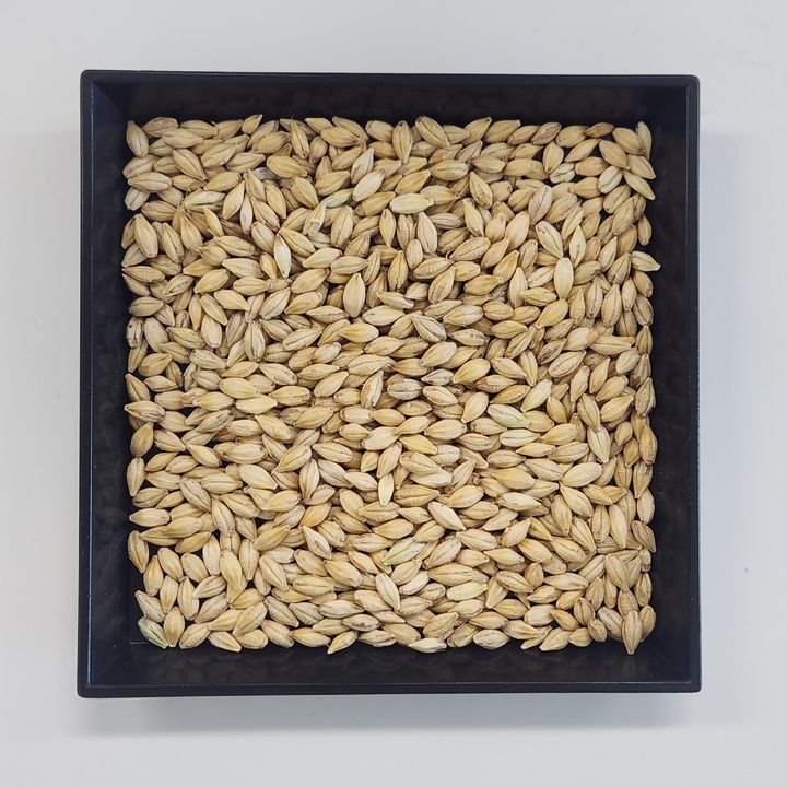 [세종=뉴시스] 사진은 맥주보리 호단(사진=한국농업기술진흥원 제공) 2025.08.04. photo@newsis.com *재판매 및 DB 금지