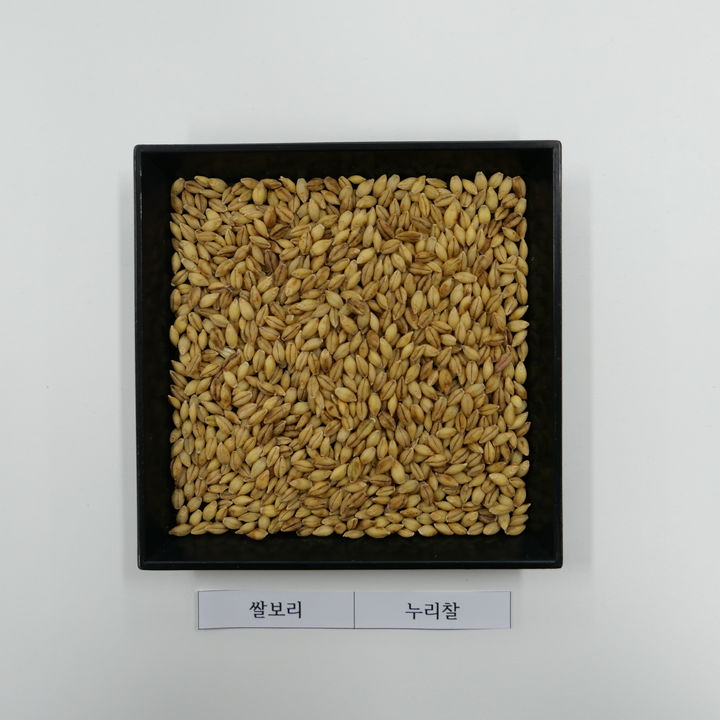 [세종=뉴시스] 사진은 쌀보리 누리찰(사진=한국농업기술진흥원 제공) 2025.08.04. photo@newsis.com *재판매 및 DB 금지