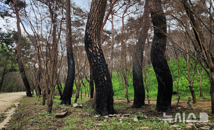  [의성=뉴시스] 김진호 기자 = 천년고찰 고운사 입구 아름드리 소나무들이 지난 3월 발생한 대형 산불로 죽어 있다. 2025.08.04. kjh9326@newsis.com