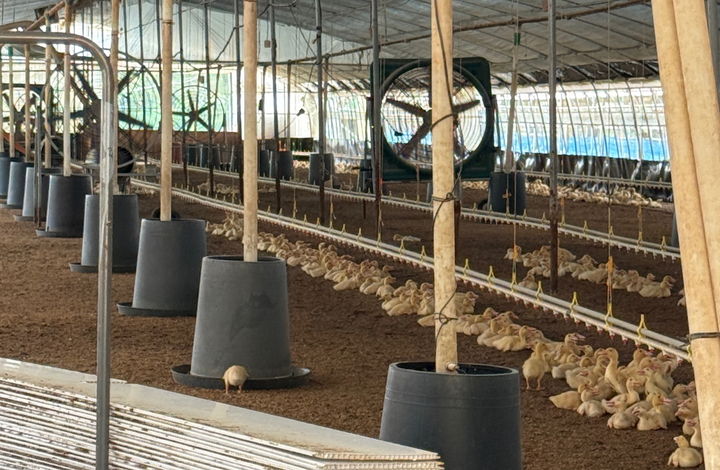 [고창=뉴시스] 고창의 한 오리농장, 폭염의 영향으로 사육 중인 오리의 활동이 적어진 모습이다. *재판매 및 DB 금지