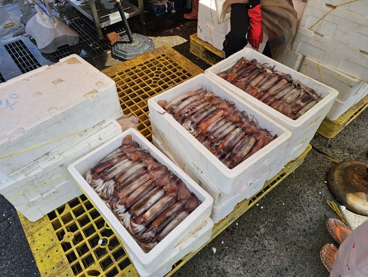 [태안=뉴시스] 김덕진 기자=충남 태안 근흥면 신진항 수산시장 앞에 스티로폼 상자 채 오징어가 포장돼 오가는 구매객의 발길을 붙잡는다. 구매자가 사면 상인은 손질해 새 스티로폼 상자에 담아 전달한다. 2025.08.04. spark@newsis.com. *재판매 및 DB 금지