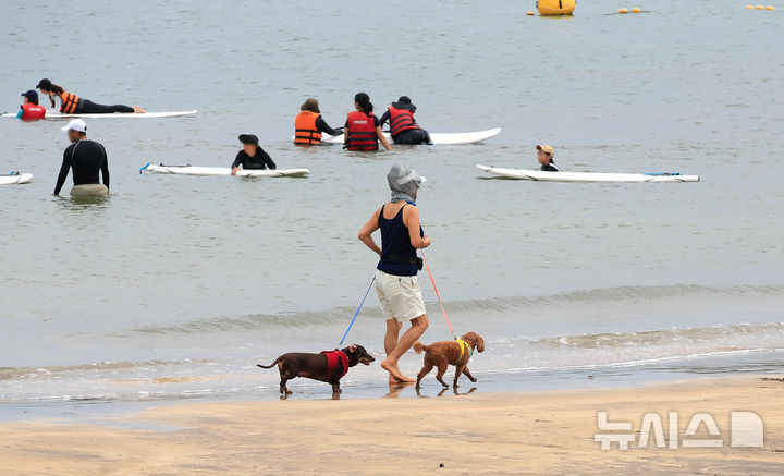 [제주=뉴시스] 제주시 이호테우해수욕장에서 한 방문객이 반려견과 함께 산책을 즐기고 있다. 해당 사진은 기사 내용과 관련이 없습니다. (사진=뉴시스 DB). photo@newsis.com 