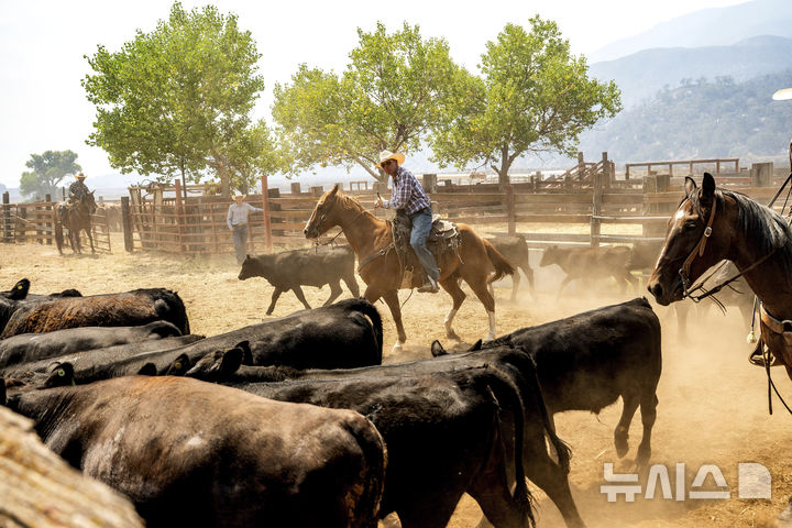 [로스파드리스국유림=AP/뉴시스] 4일(현지 시간) 미 캘리포니아주 로스파드리스 국유림에서 '기퍼드 파이어' 산불이 발생해 인근 목장 관계자들이 소들을 대피시키고 있다. 2025.08.05.
