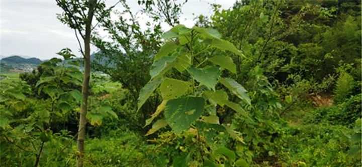 [목포=뉴시스]섬모시풀. (사진=국립호남권생물자원관 제공) 2025.08.05. photo@newsis.com *재판매 및 DB 금지