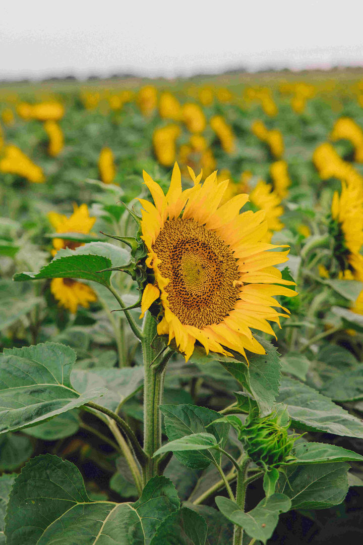 [서울=뉴시스]다이슨 농장의 해바라기. (사진 = 다이슨) 2025.08.05. photo@newsis.com&nbsp; *재판매 및 DB 금지