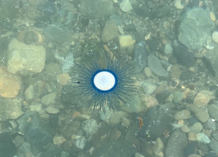 [부산=뉴시스] 푸른우산관해파리 (사진=국립수산과학원 제공) 2025.08.05. photo@newsis.com *재판매 및 DB 금지