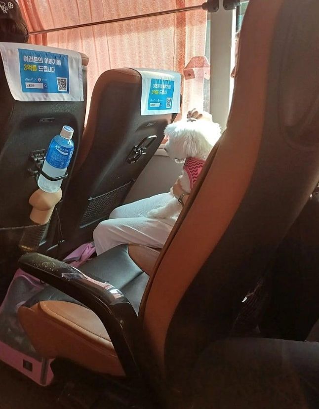 [뉴시스] 부산행 고속버스 안에서 한 여성 승객이 반려견을 규정에 따라 이동식 가방에 넣어두지 않고 옆자리에 앉힌 일이 알려지며 논란이 일고 있다. (사진 = 보배드림 캡처) 2025.08.05. *재판매 및 DB 금지