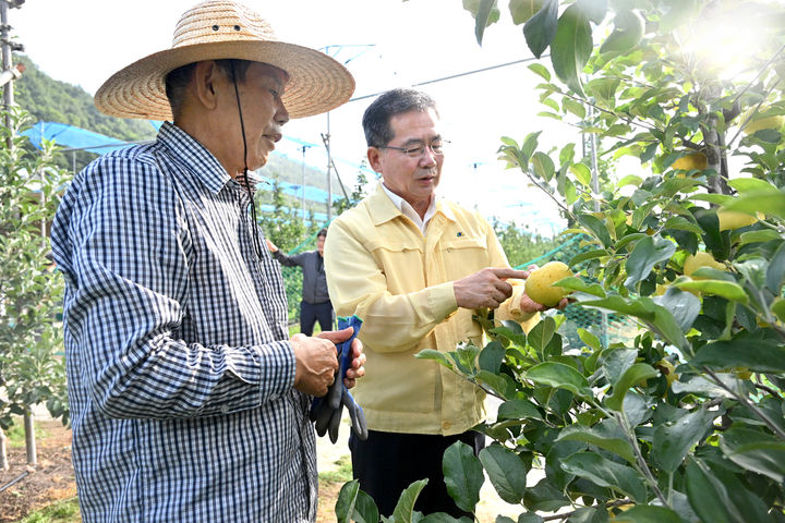  [군위=뉴시스] 김진열 군위군수가 황금빛 여름사과 신품종 '골든볼'을 수확하고 있다. (사진=군위군 제공) 2025.08.05. photo@newsis.com *재판매 및 DB 금지