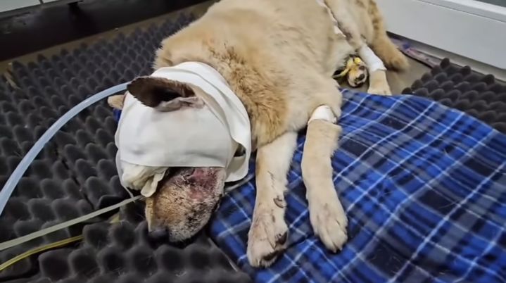 [나주=뉴시스 ] 지난달 31일 전남 나주의 한 도로에서 구조된 부상 유기견. (사진=동물권 단체 케어 사회관계망서비스 갈무리) 2025.08.05. photo@newsis.com *재판매 및 DB 금지