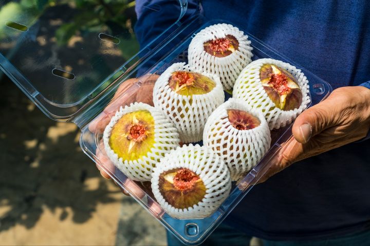 [해남=뉴시스] 해남 시설무화과. (사진=해남군 제공) 2025.08.05. photo@newsis.com *재판매 및 DB 금지