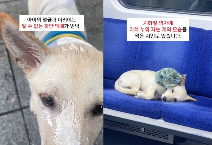 [뉴시스] 제보자들이 '케어'에 제보한 해당 강아지 목격 사진. (출처=동물보호단체 '케어') *재판매 및 DB 금지