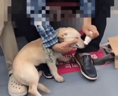 [뉴시스] 한 남성이 자신의 반려견의 온몸에 물파스를 바르는 모습. (출처=동물보호단체 '케어') *재판매 및 DB 금지