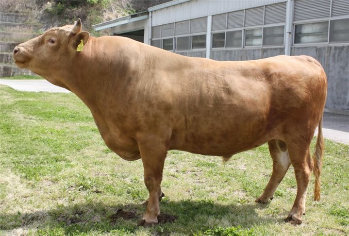 [안동=뉴시스] 올해 상반기 보증씨수소 선발에서 1위를 차지한 경북축산기술연구소의 KPN1707 수소. (사진=경북도 제공) 2025.08.05. photo@newsis.com *재판매 및 DB 금지