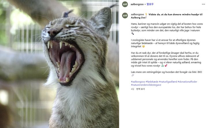 [뉴시스] 덴마크의 한 동물원이 수명이 얼마 남지 않은 반려동물을 육식 동물의 먹이로 기증해달라고 요청해 논란이 일고 있다. (사진=올보르 동물원 인스타그램 캡처) 2025.08.05 *재판매 및 DB 금지