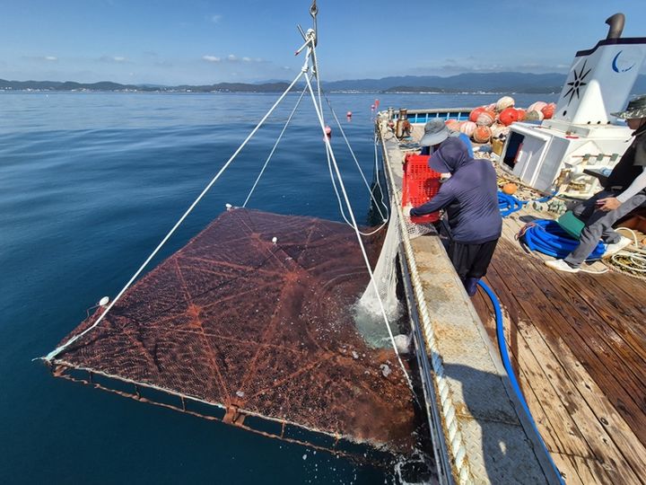 [안동=뉴시스] 강도다리 양식 장면. (사진=경북도 제공) 2025.08.05. photo@newsis.com *재판매 및 DB 금지