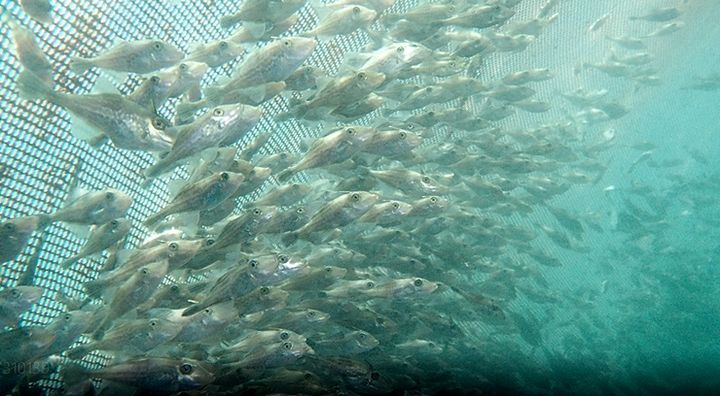 [안동=뉴시스] 양식중인 말쥐치. (사진=경북도 제공) 2025.08.05. photo@newsis.com *재판매 및 DB 금지