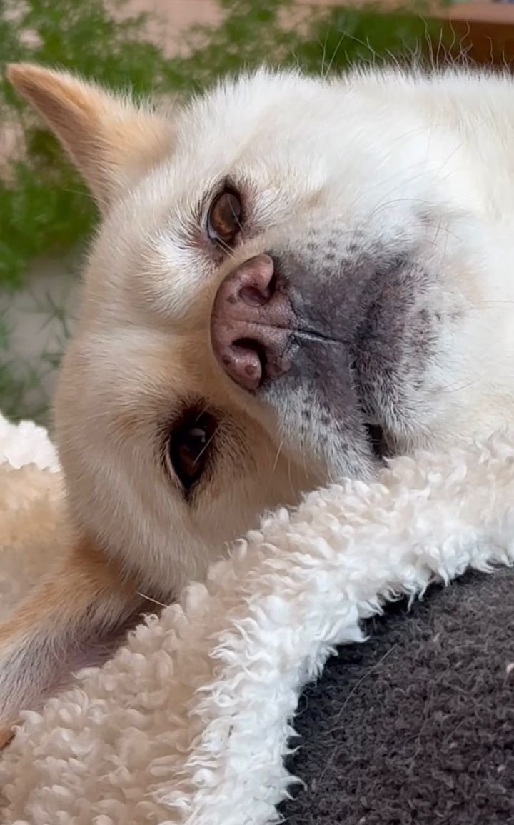 [서울=뉴시스] 가수 이효리 반려견. (사진=이효리 인스타그램 캡처) 2025.08.05. photo@newsis.com *재판매 및 DB 금지