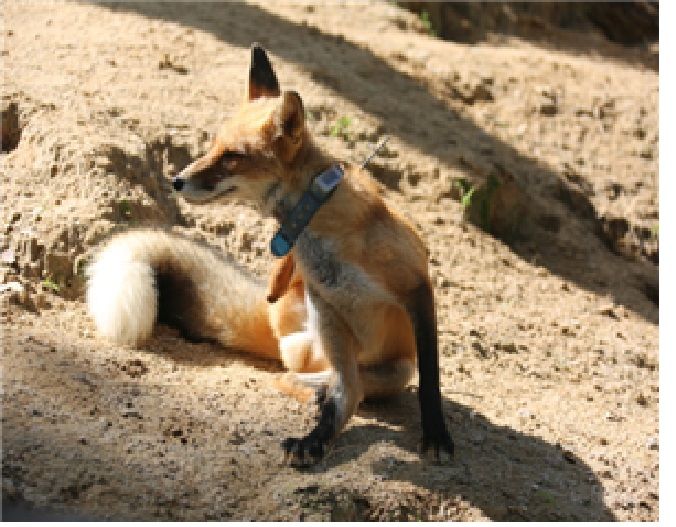 [세종=뉴시스] 여우. (사진=국립공원공단). *재판매 및 DB 금지