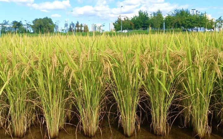 [세종=뉴시스] 농촌진흥청은 국립식량과학원과 충주시가 공동 개발한 벼 품종 '중원진미'가 우수한 밥맛과 병해충 저항성을 인정받아 내년부터 충주시 공공비축미로 선정됐다고 5일 밝혔다. (사진=농진청 제공) 2025.08.05. photo@newsis.com *재판매 및 DB 금지