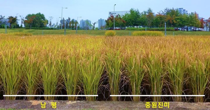 [세종=뉴시스] 농촌진흥청은 국립식량과학원과 충주시가 공동 개발한 벼 품종 '중원진미'가 내년부터 충주시 공공비축미로 선정됐다고 5일 밝혔다. 사진 왼쪽은 남평 성숙후기, 오른쪽은 중원진미 성숙후기.(사진=농진청 제공) 2025.08.05. photo@newsis.com *재판매 및 DB 금지