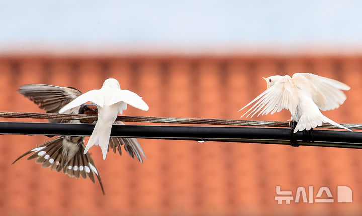 [서귀포=뉴시스] 우장호 기자 = 5일 오전 제주 서귀포시 대포동 인근 거리 전신주에 이소를 앞둔 흰색 제비가 날아와 어미새에게 먹이를 받아 먹고 있다. 2025.08.05. woo1223@newsis.com