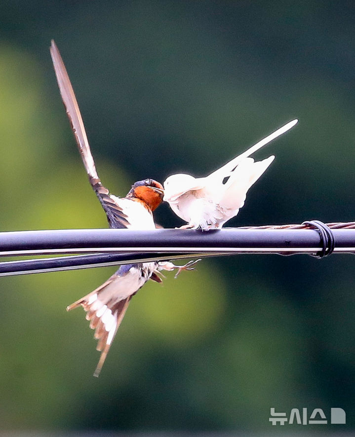 [서귀포=뉴시스] 우장호 기자 = 5일 오전 제주 서귀포시 대포동 인근 거리 전신주에 이소를 앞둔 흰색 제비가 날아와 어미새에게 먹이를 받아 먹고 있다. 2025.08.05. woo1223@newsis.com