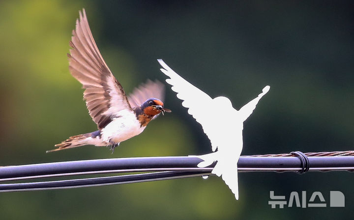 [서귀포=뉴시스] 우장호 기자 = 5일 오전 제주 서귀포시 대포동 인근 거리 전신주에 이소를 앞둔 흰색 제비가 날아와 어미새에게 먹이를 받아 먹고 있다. 2025.08.05. woo1223@newsis.com