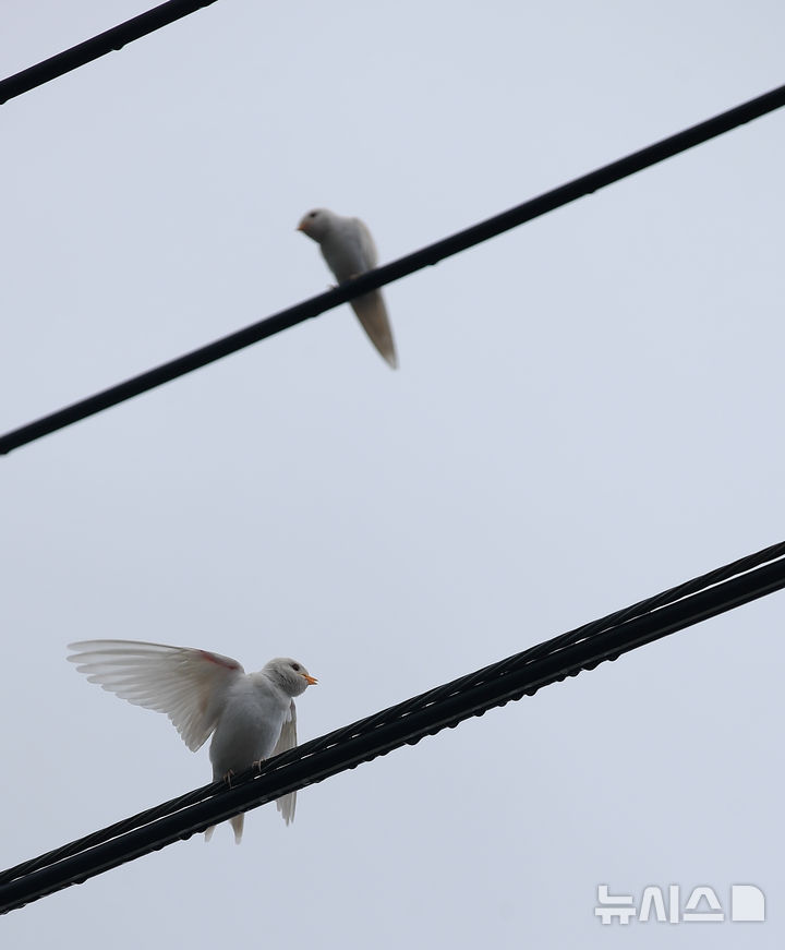 [서귀포=뉴시스] 우장호 기자 = 5일 오전 제주 서귀포시 대포동 인근 거리 전신주에 이소를 앞둔 흰색 제비가 날아와 앉아 있다. 2025.08.05. woo1223@newsis.com
