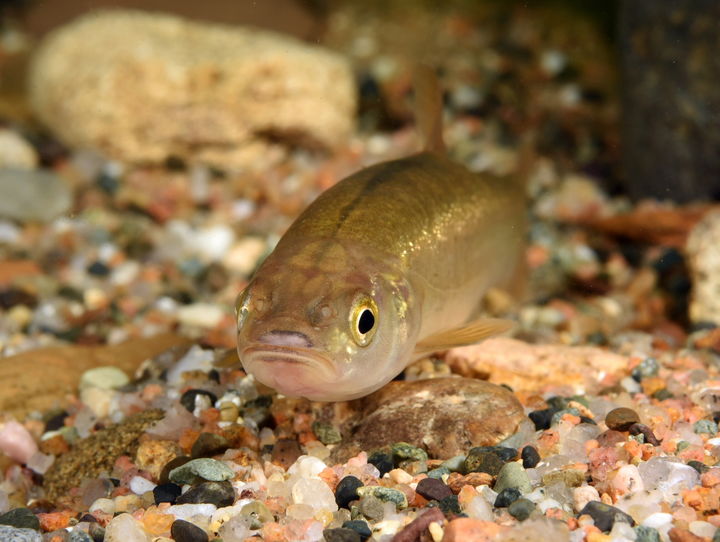 [안동=뉴시스] 버들치. (사진=경북도 제공) 2025.08.06. photo@newsis.com *재판매 및 DB 금지