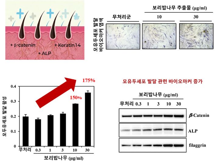 [진주=뉴시스]보리밥나무 모유두세포 발달 효능.(사진=산림바이오소재 연구소 제공).2025.08.06.photo@newsis.com *재판매 및 DB 금지