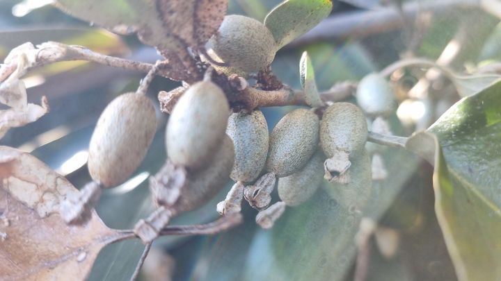 [진주=뉴시스]국내 자생 보리밥나무 열매.(사진=산림바이오소재 연구소 제공).2025.08.06.photo@newsis.com *재판매 및 DB 금지
