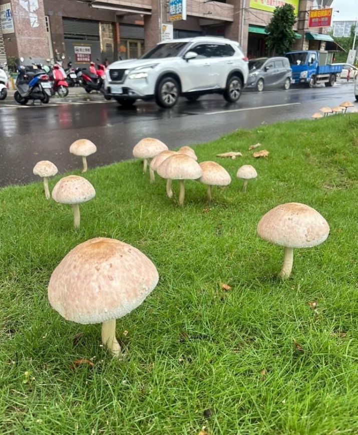 [서울=뉴시스] 대만 남부 가오슝 지역에서 기록적 폭우가 내린 후 도심 곳곳에 대형 버섯이 자생해 화제를 모으고 있다. (사진 = 중천신문(中天新聞) 캡처) 2025.08.06. *재판매 및 DB 금지