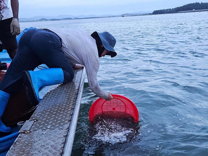 [신안=뉴시스]조피볼락 긴급 방류. (사진=신안군 제공) 2025.08.06. photo@newsis.com *재판매 및 DB 금지
