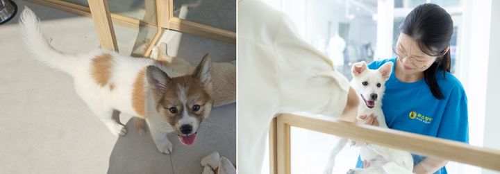 [광주=뉴시스] 광주 동구는 고향사랑기부제의 지정기부사업 결과 지난달 30일 문을 연 '피스 멍멍 유기견 입양센터'에서 유기견 두 마리가 새로운 가족의 품으로 입양됐다고 6일 밝혔다. 사진은 입양된 유기견 토리(왼쪽)과 콩순이. (사진=광주 동구 제공) 2025.08.06. photo@newsis.com *재판매 및 DB 금지