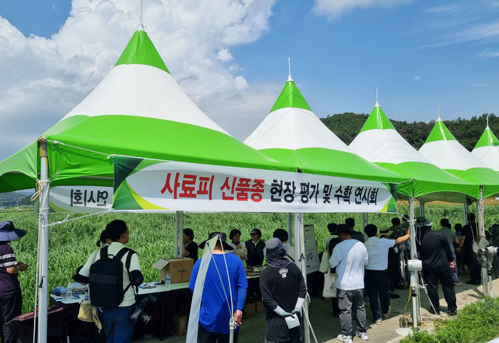 [창녕=뉴시스] 사료피 신품종 현장 평가 및 연시회를 하고 있다. (사진= 창녕군 제공) 2025.08.06. photo@newsis.com *재판매 및 DB 금지