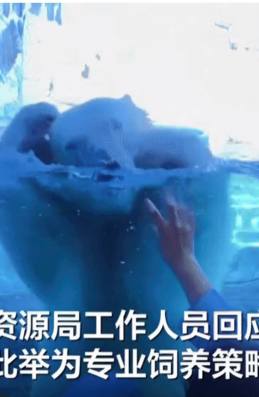 [뉴시스] 논란이 된 북극곰 영상. 스트레스성 행동일지, 관광객과 정상적으로 소통하는 모습일지 누리꾼과 해양공원 측 해석이 엇갈리며 논란이 일고 있다.(사진=베이징뉴스)