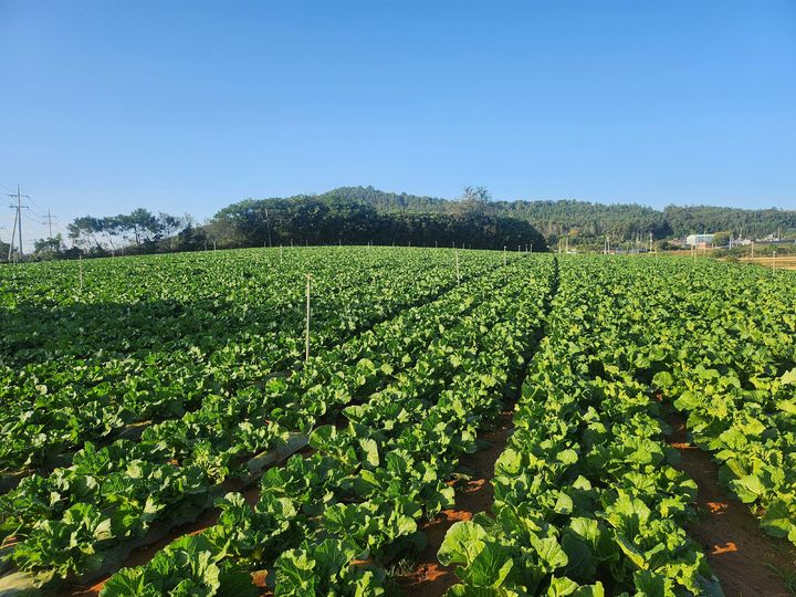[해남=뉴시스] 전남 해남 배추 재배지. (사진 제공 = 전남도). 2025.08.06. photo@newsis.com *재판매 및 DB 금지