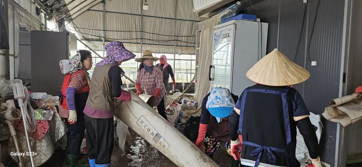 [서천=뉴시스] 화재로 어려움을 겪었던 서천특화시장 상인들이 지난 7월 집중 호우로 막대한 피해를 입은 홍성군 일대에서 응급복구활동을 벌이고 있다. *재판매 및 DB 금지