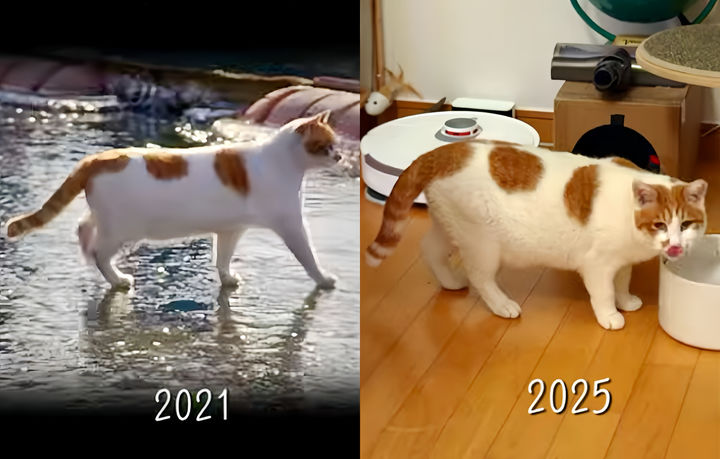 [뉴시스] "꽁꽁 얼어붙은 한강 위로 고양이가 걸어 다닙니다" 밈 주인공 고양이 근황. (출처=유튜브 '5275 오이칠오') *재판매 및 DB 금지