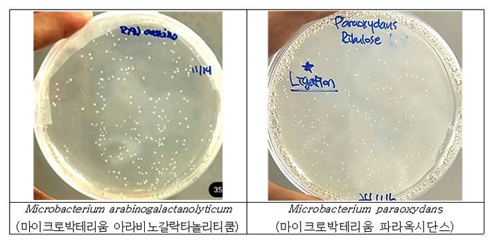 [세종=뉴시스] 알룰로스 생산 능력을 가진 균주인 마이크로박테리움 아라비노갈락타놀리티쿰과 마이크로박테리움 파라옥시단스. (사진=국립낙동강생물자원관). *재판매 및 DB 금지